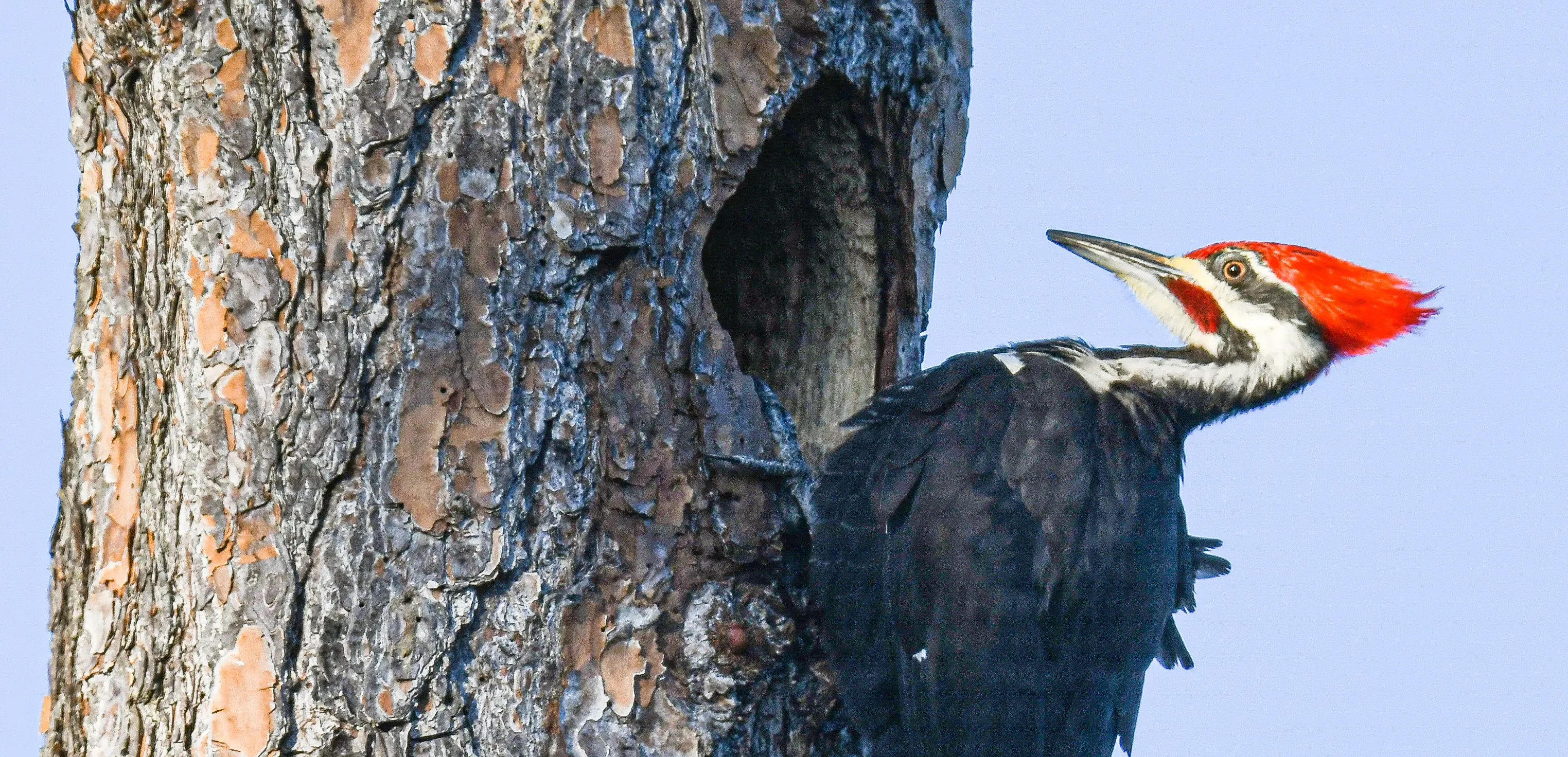 Male Pileated Woodpecker perched outside its nest cavity in a dead pine tree