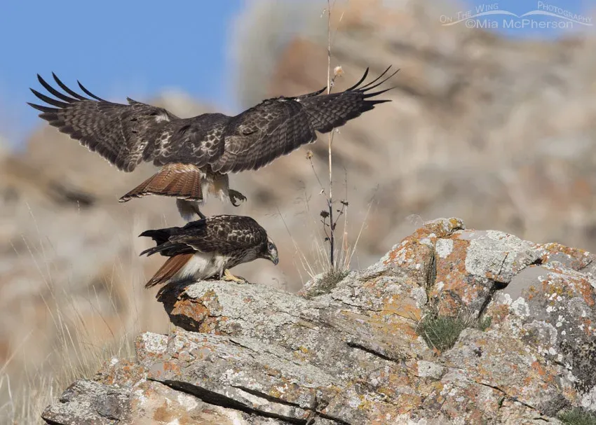 Male Red-tailed Hawk about to mount the female