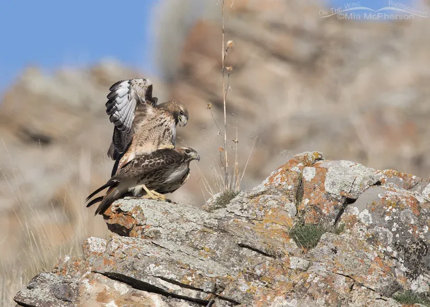Male Red-tailed Hawk calling while mating