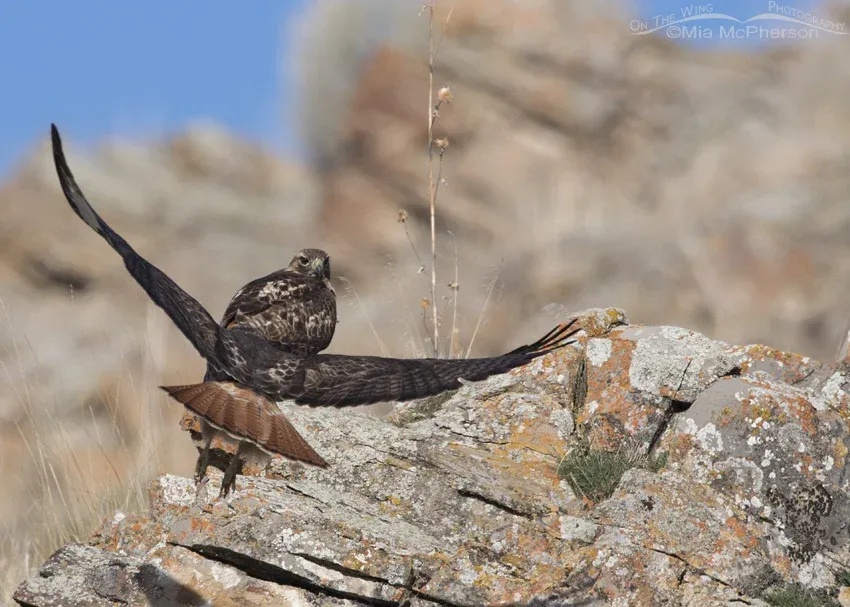 Male Red-tailed Hawk flying towards the female