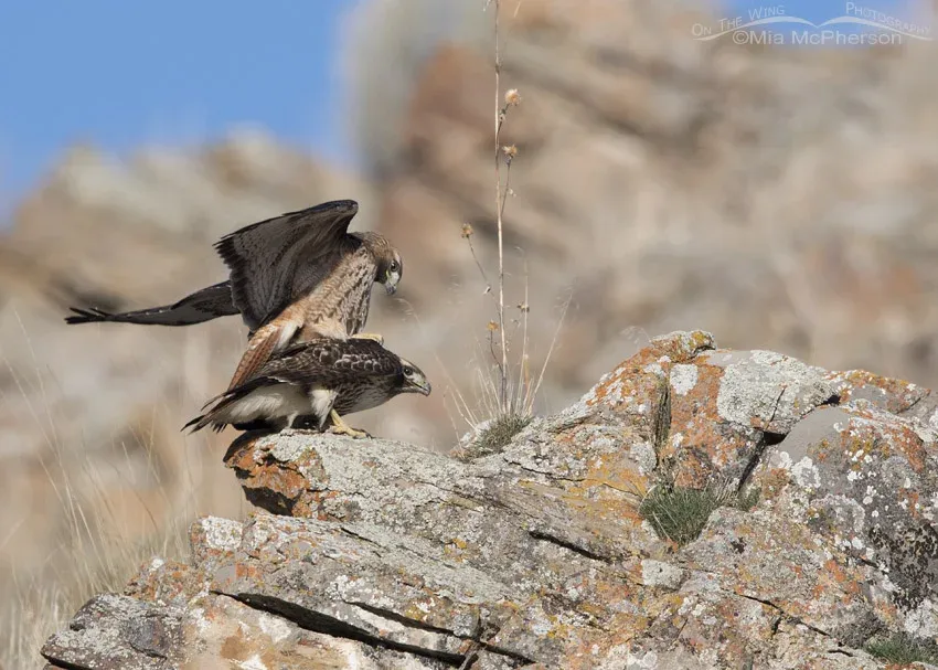 Male Red-tailed Hawk mounting the female