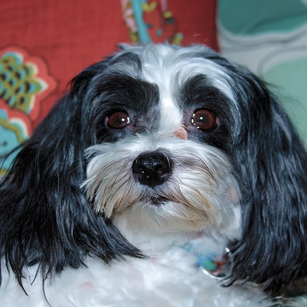 Maltese Shih Tzu mix dog enjoying a meal