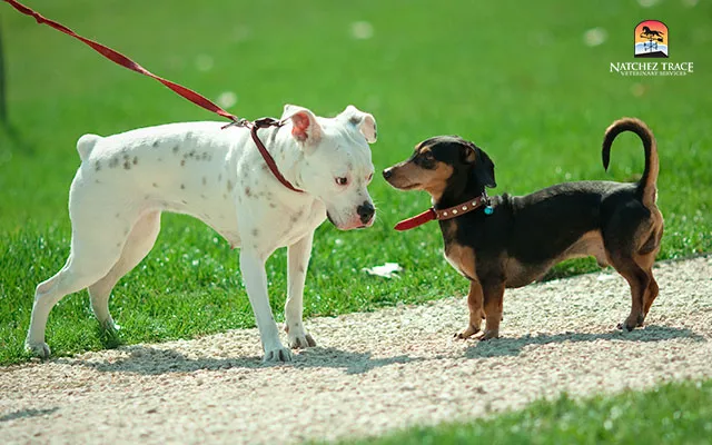 Manage social interactions to prevent kennel cough