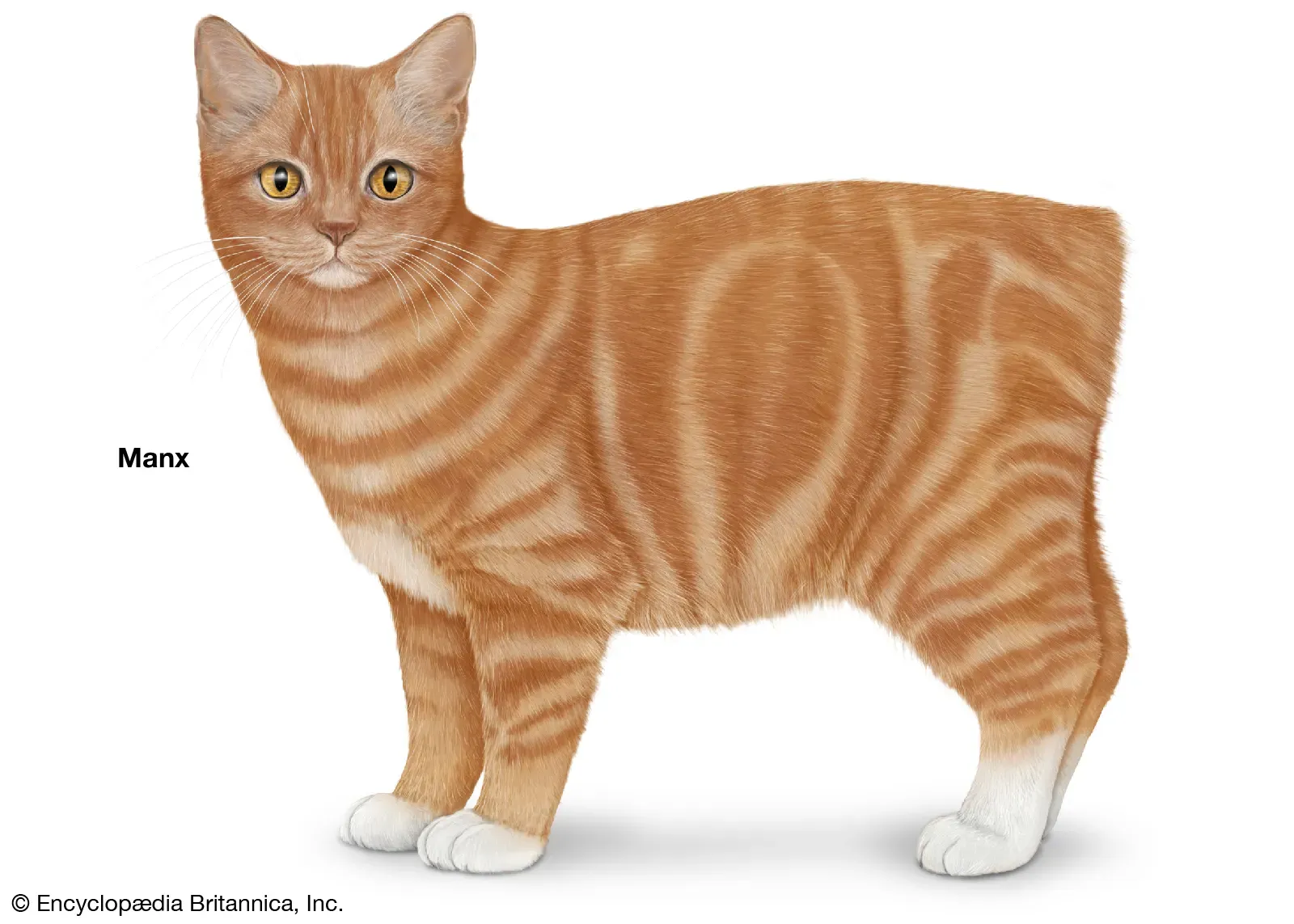 Manx cat illustrating the tailless trait and dense double coat