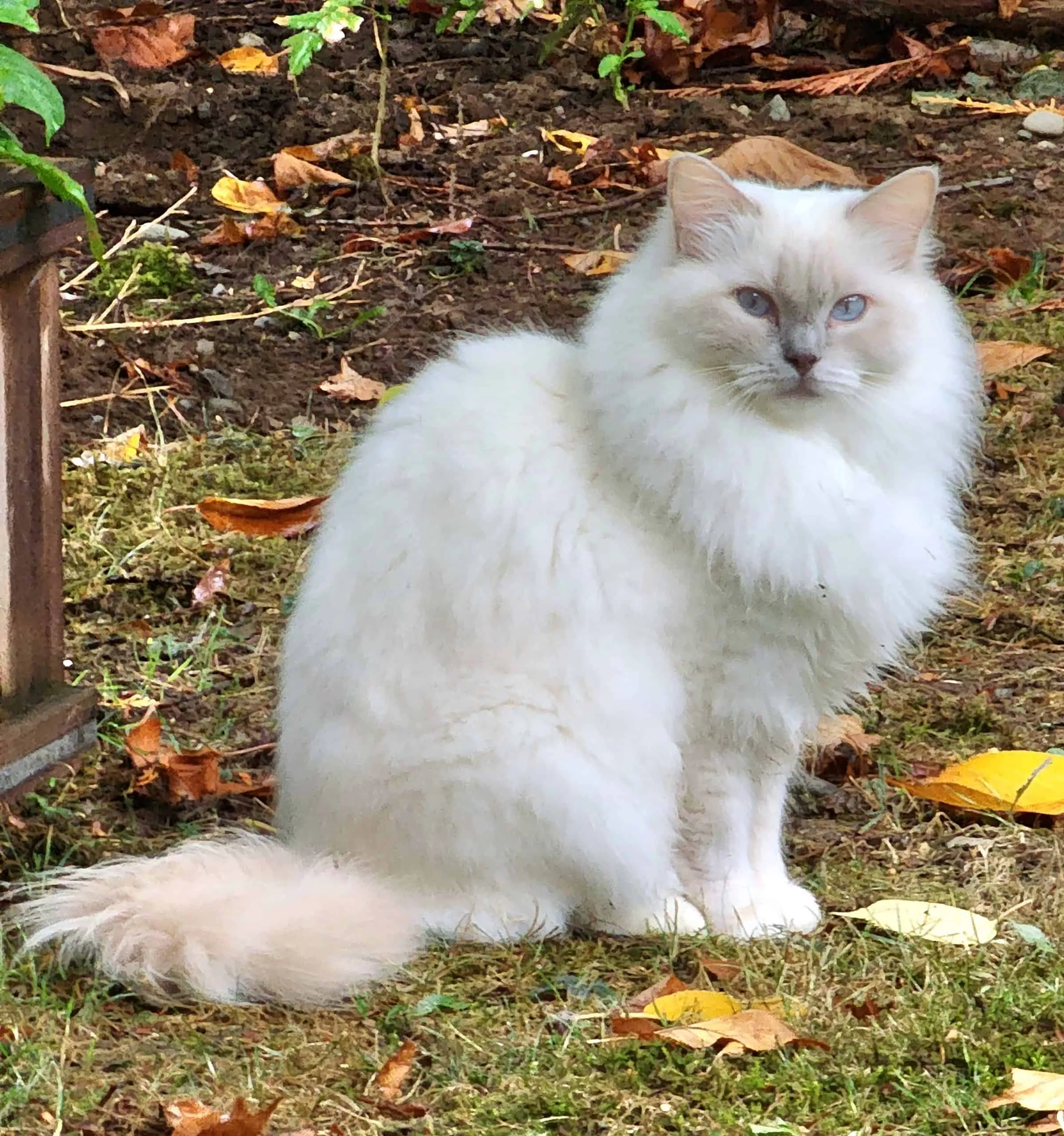 Maple is a 3.5 year old lilac mitted Ragdoll cat loved by S Bryant sitting outside on grass and leaves