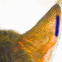 Marked target area on cat ear avoiding main vein for home glucose tests