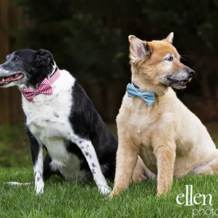 Marshall, a Border Collie mix, and Toby, a German Shepherd Chow mix, stand side-by-side outdoors.