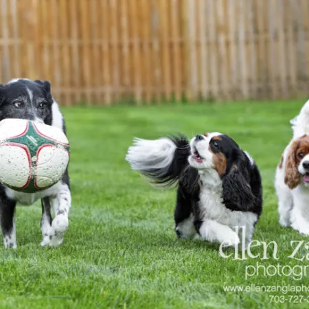 Marshall, a Border Collie mix, energetically playing fetch with King Cavalier Terriers, Dude and Bogey, in a green yard.