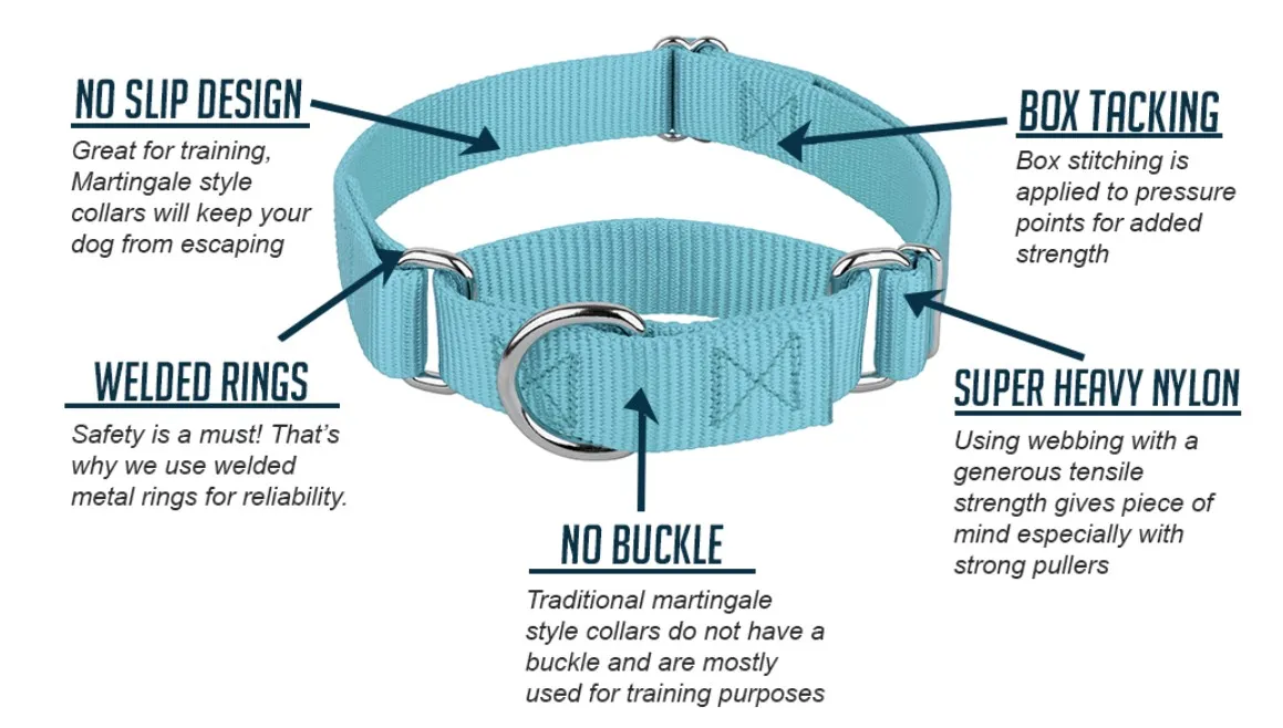 Martingale dog collar in a vibrant color on a dog's neck