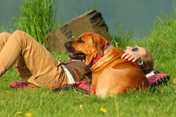 Mastiff mix dog relaxing in the grass beside its owner, under natural sunlight