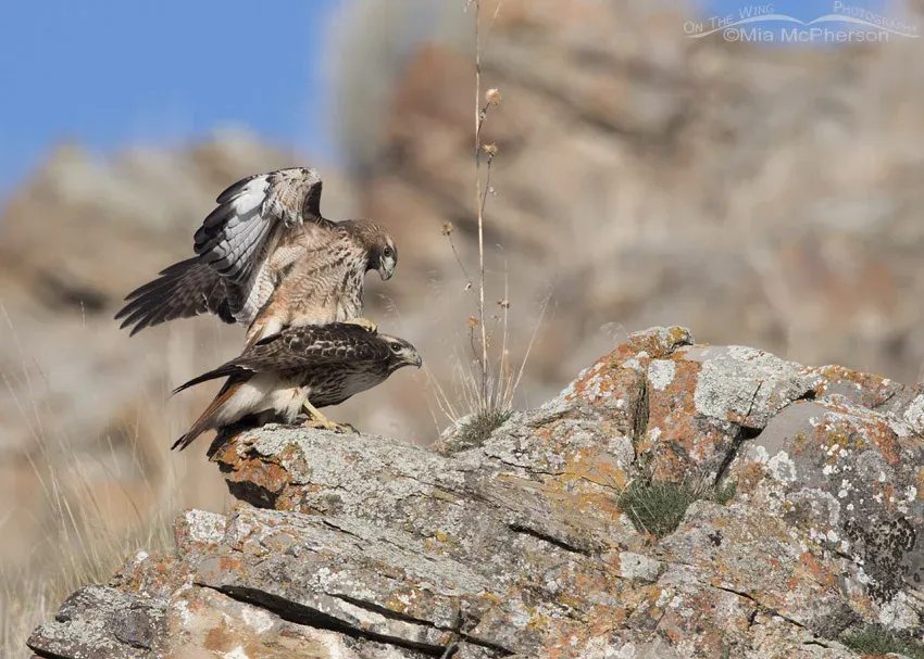 Mating Red-tailed Hawks in Box Elder County