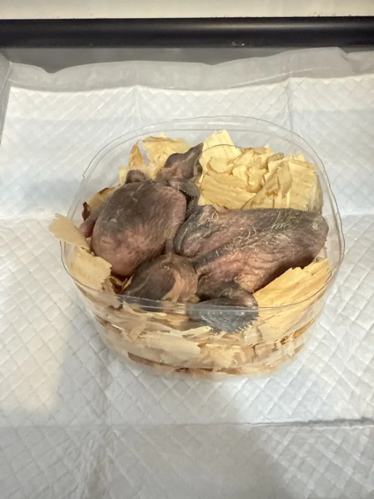Mature female mynah birds perched in aviary