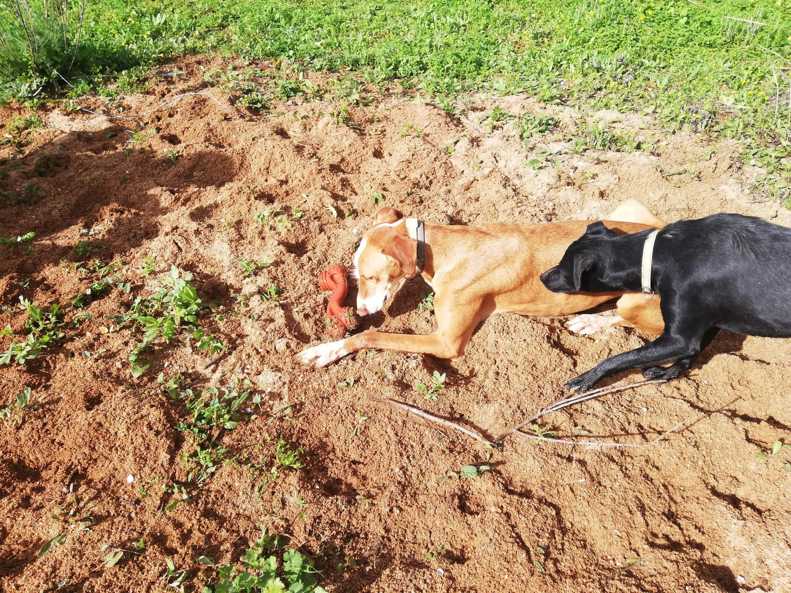 Max attempting to discretely steal a Nylabone Extreme Tough Dog Chew Toy from Maya while she is distracted.