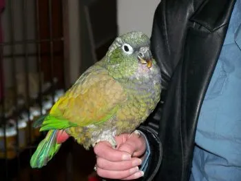 Maximilian's Pionus parrot