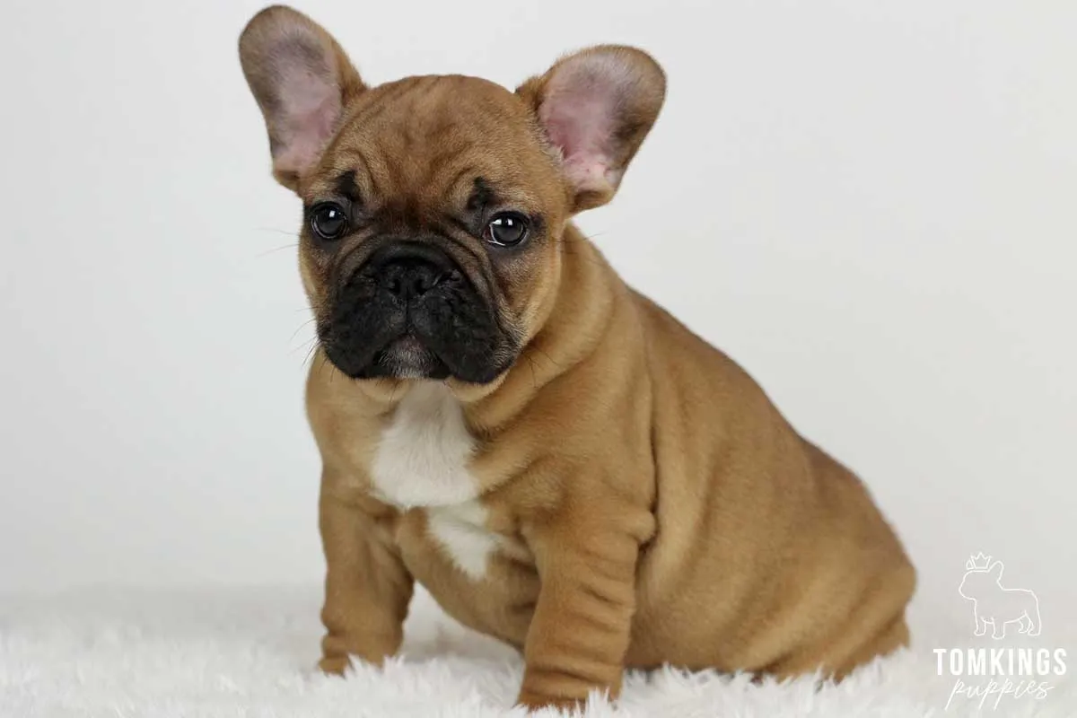 Maxx, available French Bulldog puppy at TomKings Puppies