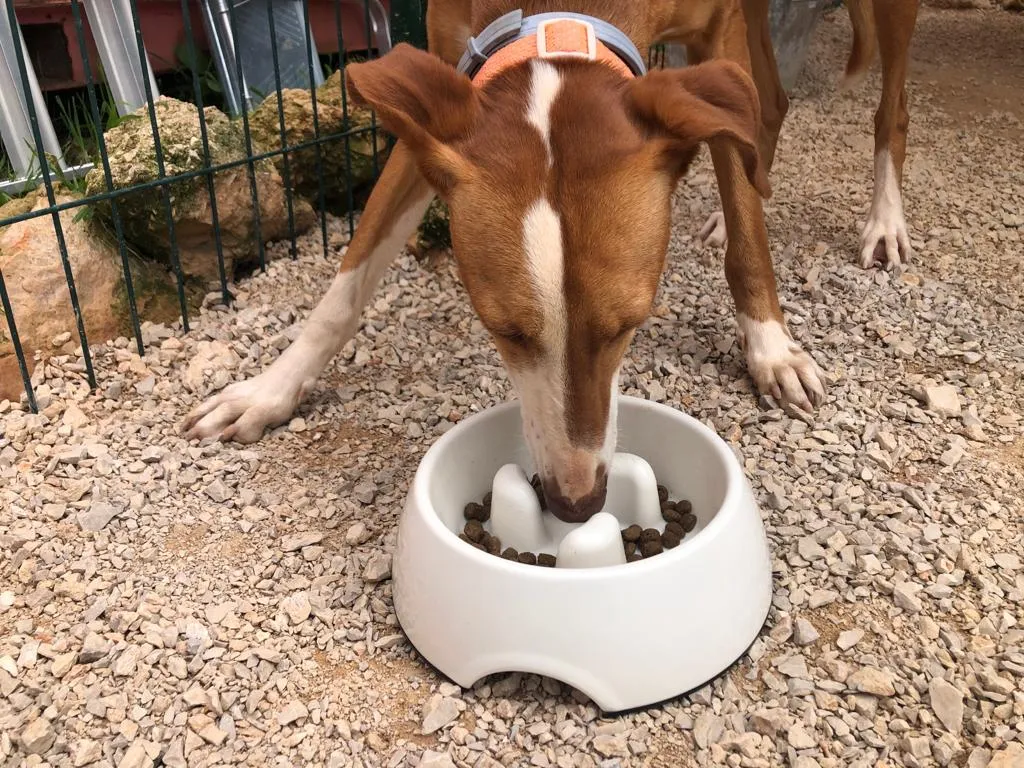 Maya, a beautiful Galgo, delicately sniffing and eating from the Super Design Gobble-Stop Slow Feeder Dog Bowl