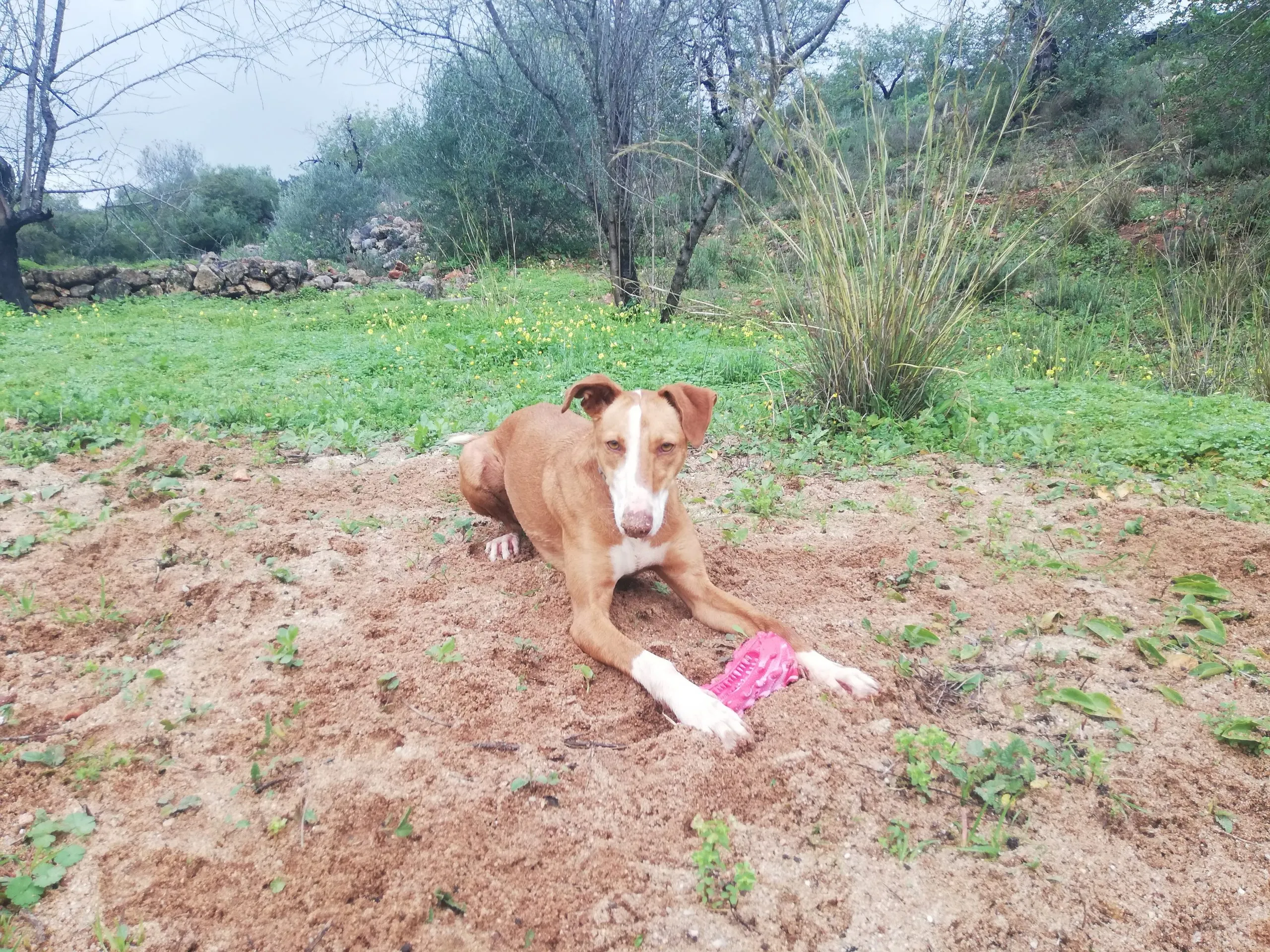 Maya, a shelter dog, cautiously inspecting the red HETOO dental toy, contemplating its unusual design and sound.