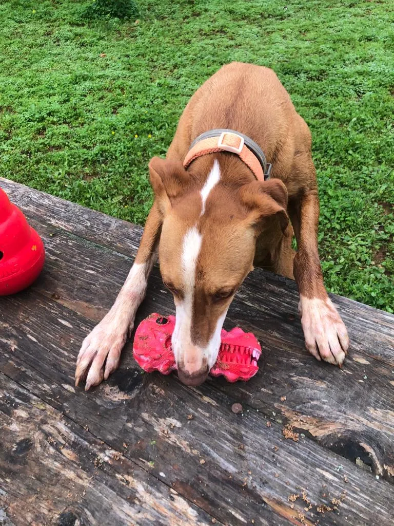 Maya near Hetoo squeaky toy