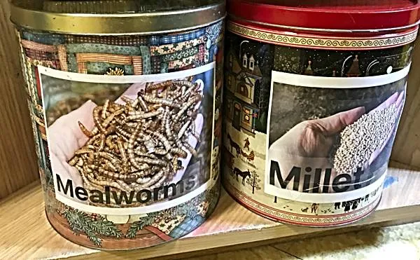 Mealworms and Millet Stored in Old Christmas Treat Tins