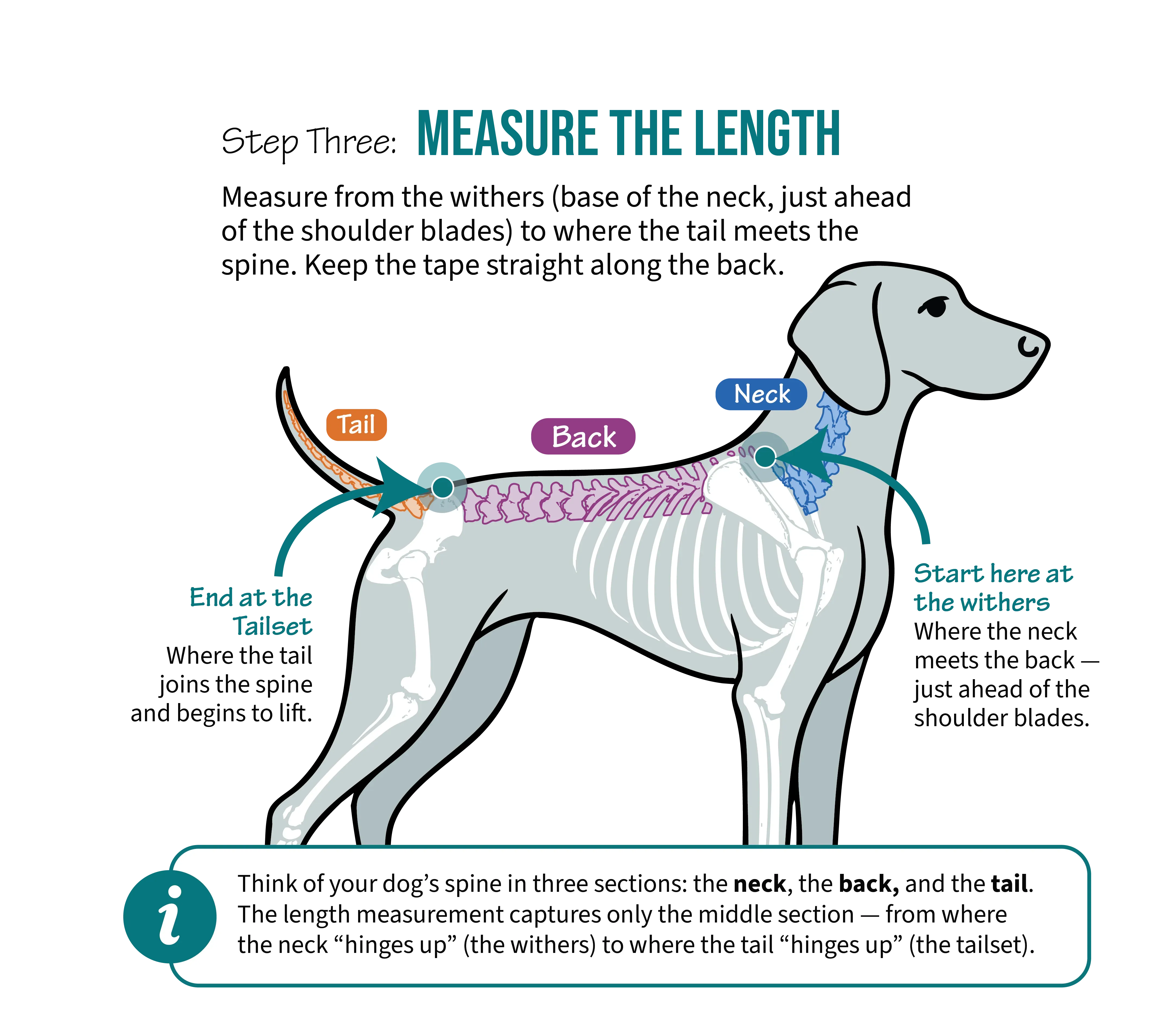 Measuring back length from withers to tail base along the Greyhound's spine