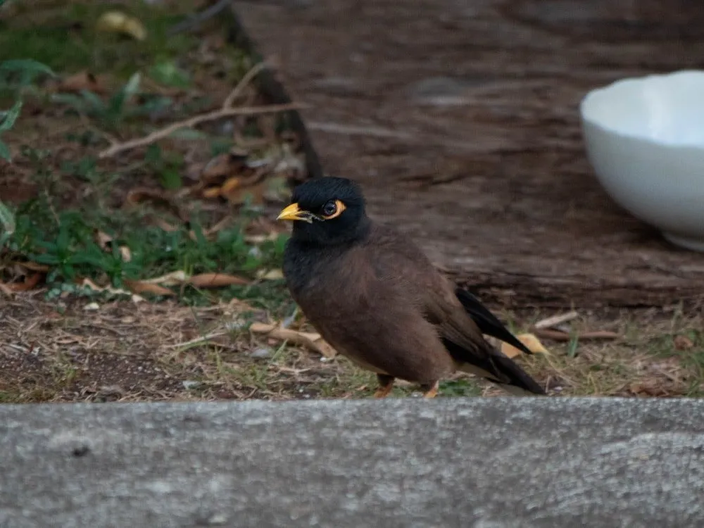Memorable image of Myna 2, whose distinctive calls still echo