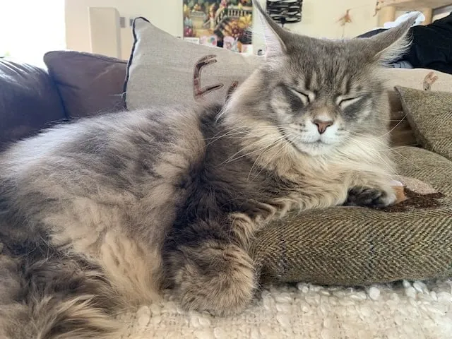 Mika a blue tabby Maine Coon cat sleeping on the sofa