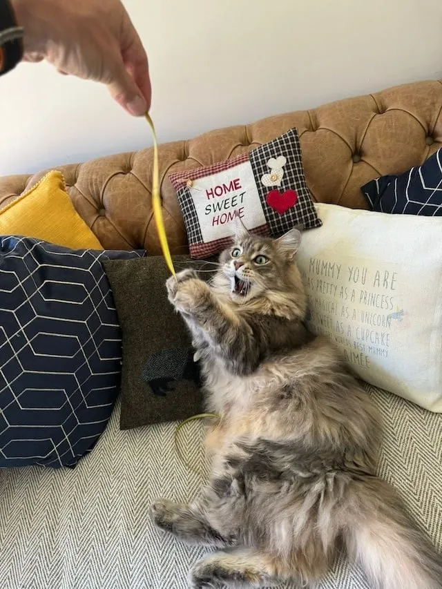 Mika the Maine Coon cat catching a leaf, whilst laying down and with his mouth open