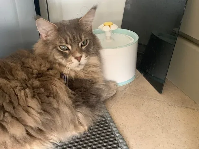Mika the Maine Coon cat sat next to his pet water fountain