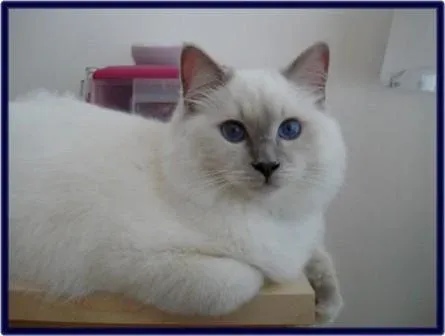 Milo a Lilac Ragdoll from Drouindolls lying on table top