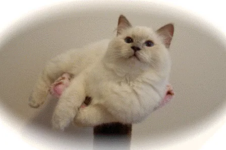 Milo a Lilac Ragdoll from Drouindolls on a cat tower