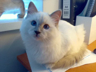 Milo a Lilac Ragdoll from Drouindolls sitting on a desk