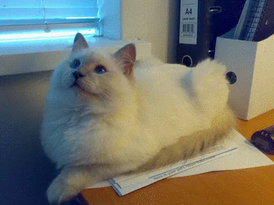 Milo lilac Ragdoll on desk from Drouindolls