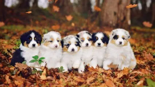 Mini Australian Shepherd puppies with colorful coats playing in autumn leaves