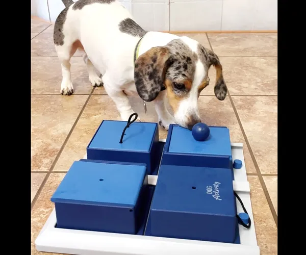 mini dachshund playing with a doggie IQ puzzle toys for mental stimulation