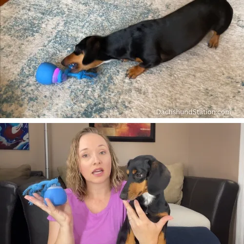 mini dachshund playing with interactive dog ball