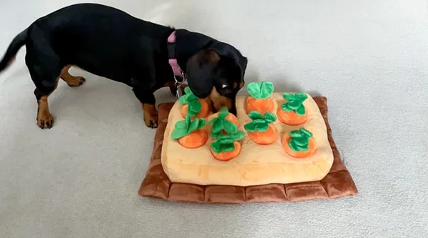 Mini dachshund with carrot patch dog brain game toy
