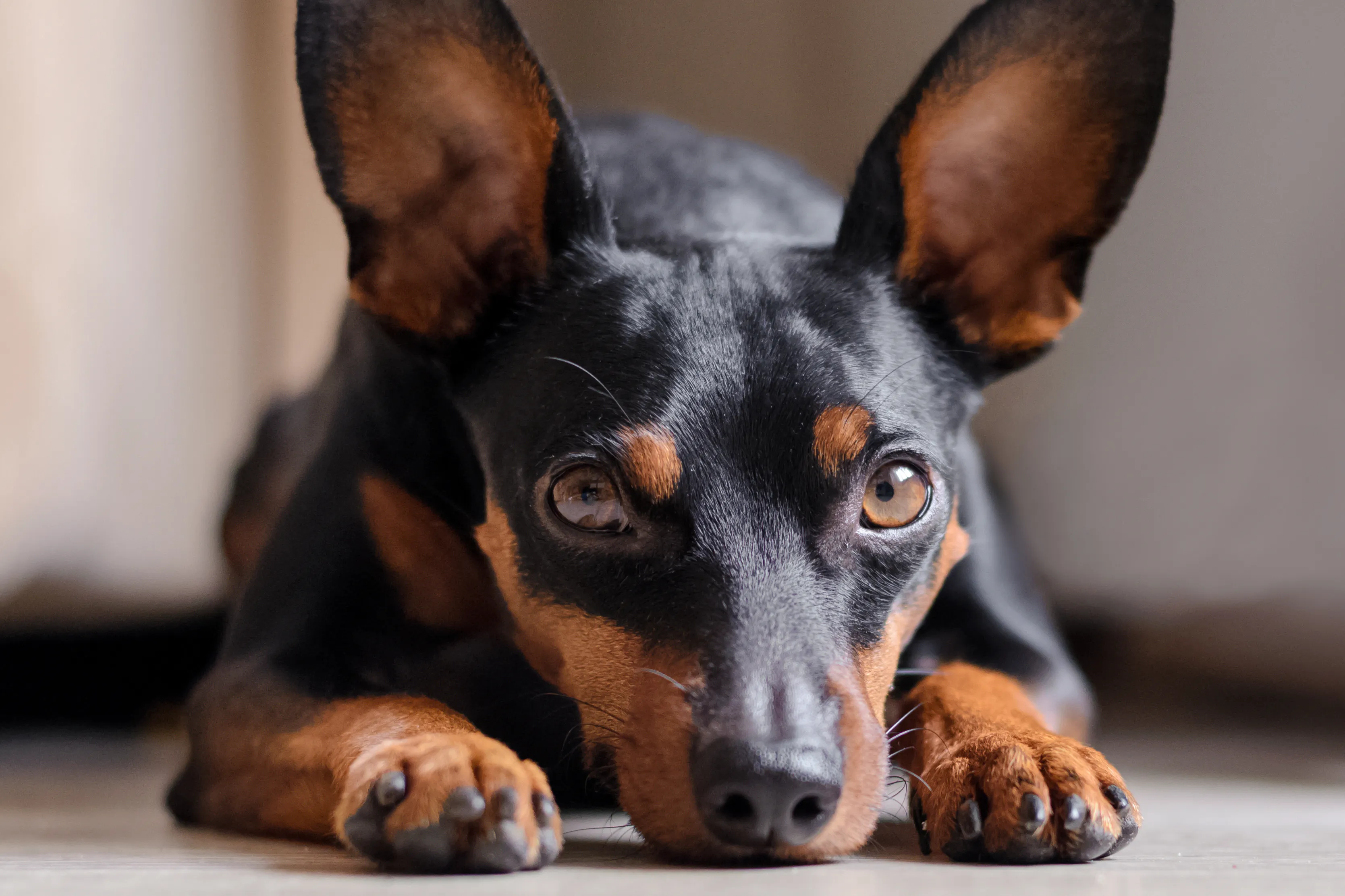 Miniature Pinscher energetic pose in vet room