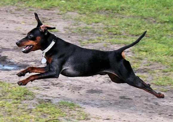 Miniature Pinscher showing agility