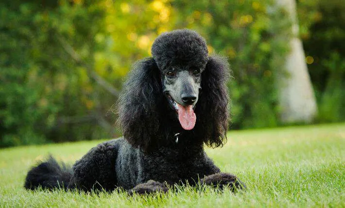 Miniature Poodle with curly white fur sitting in green grass