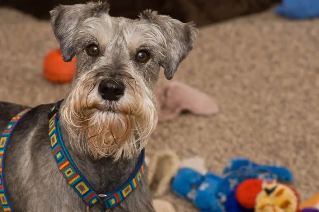 Miniature Schnauzer detecting blood sugar changes