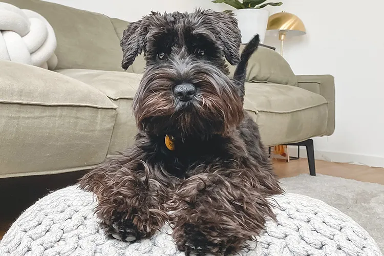 Miniature Schnauzer with expressive face perfect for emotional support tasks
