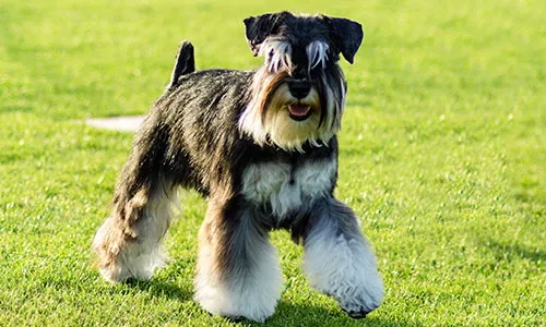 Miniature Schnauzer with sporty good looks