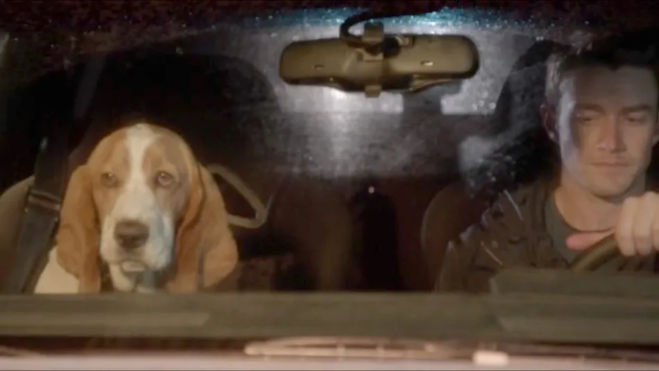 Minor the Basset Hound from iZombie looking up with his signature long ears