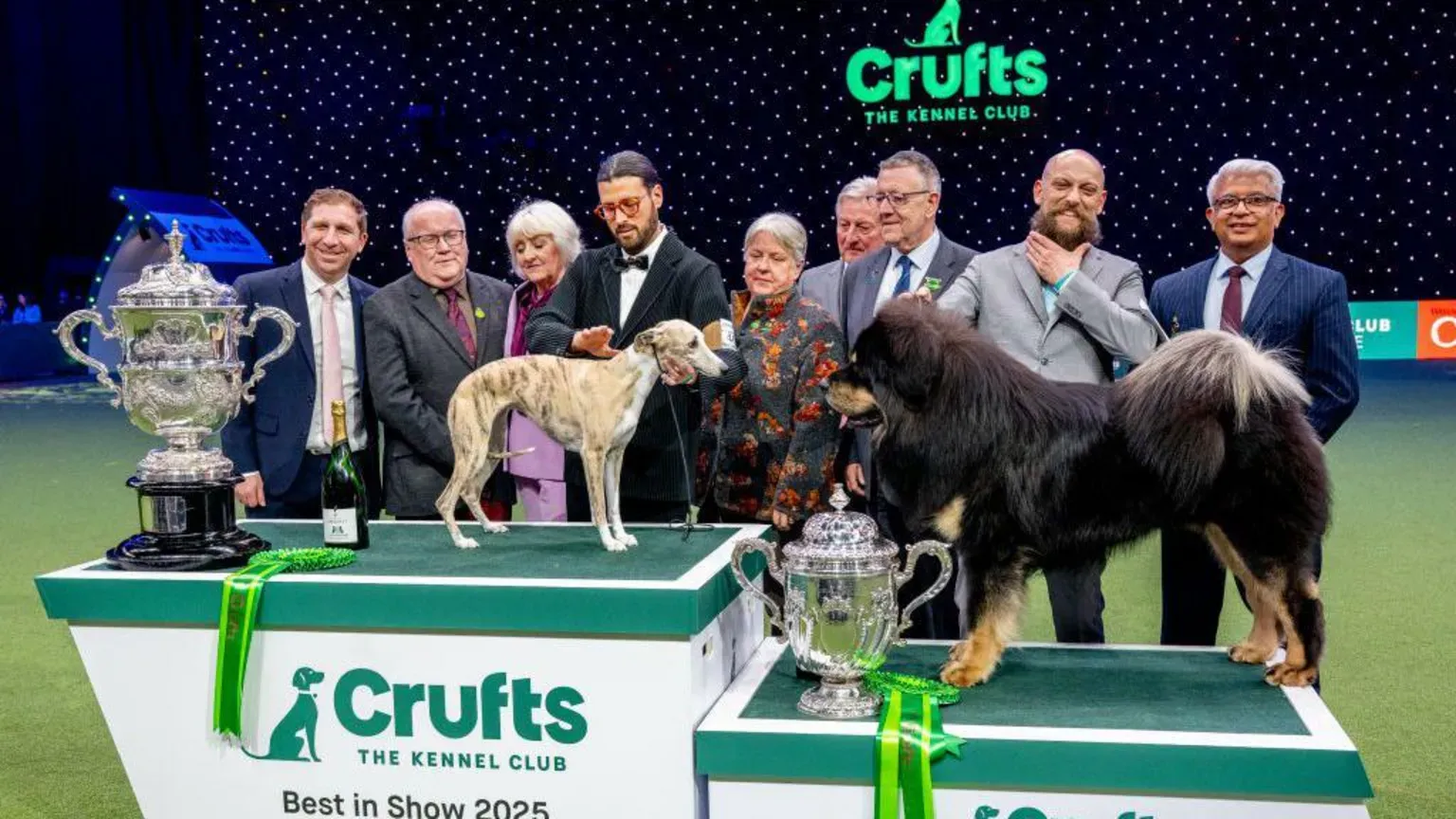 Miuccia and Viking, a Tibetan Mastiff, facing each other on the podiums after the Best in Show final.