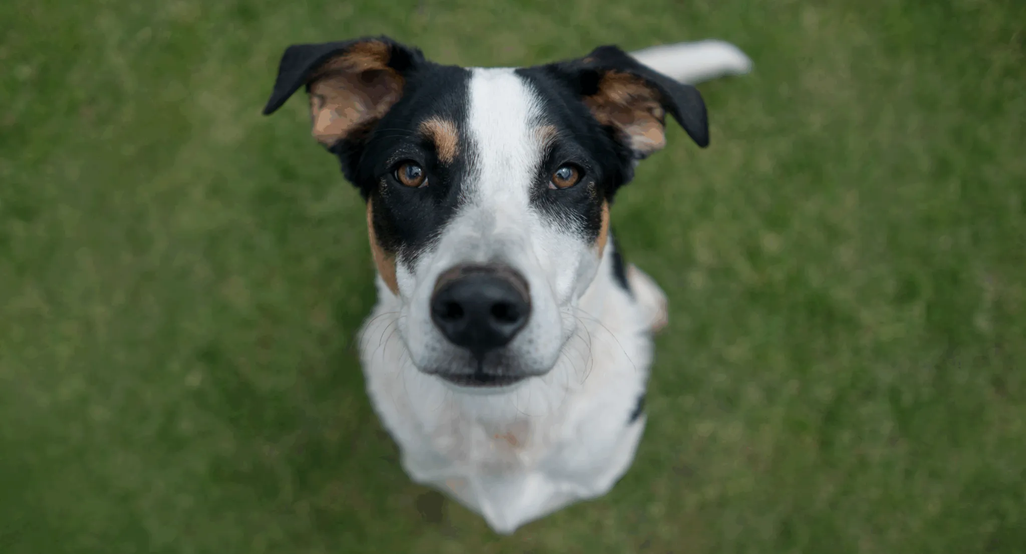 Mixed breed dog excelling in service work