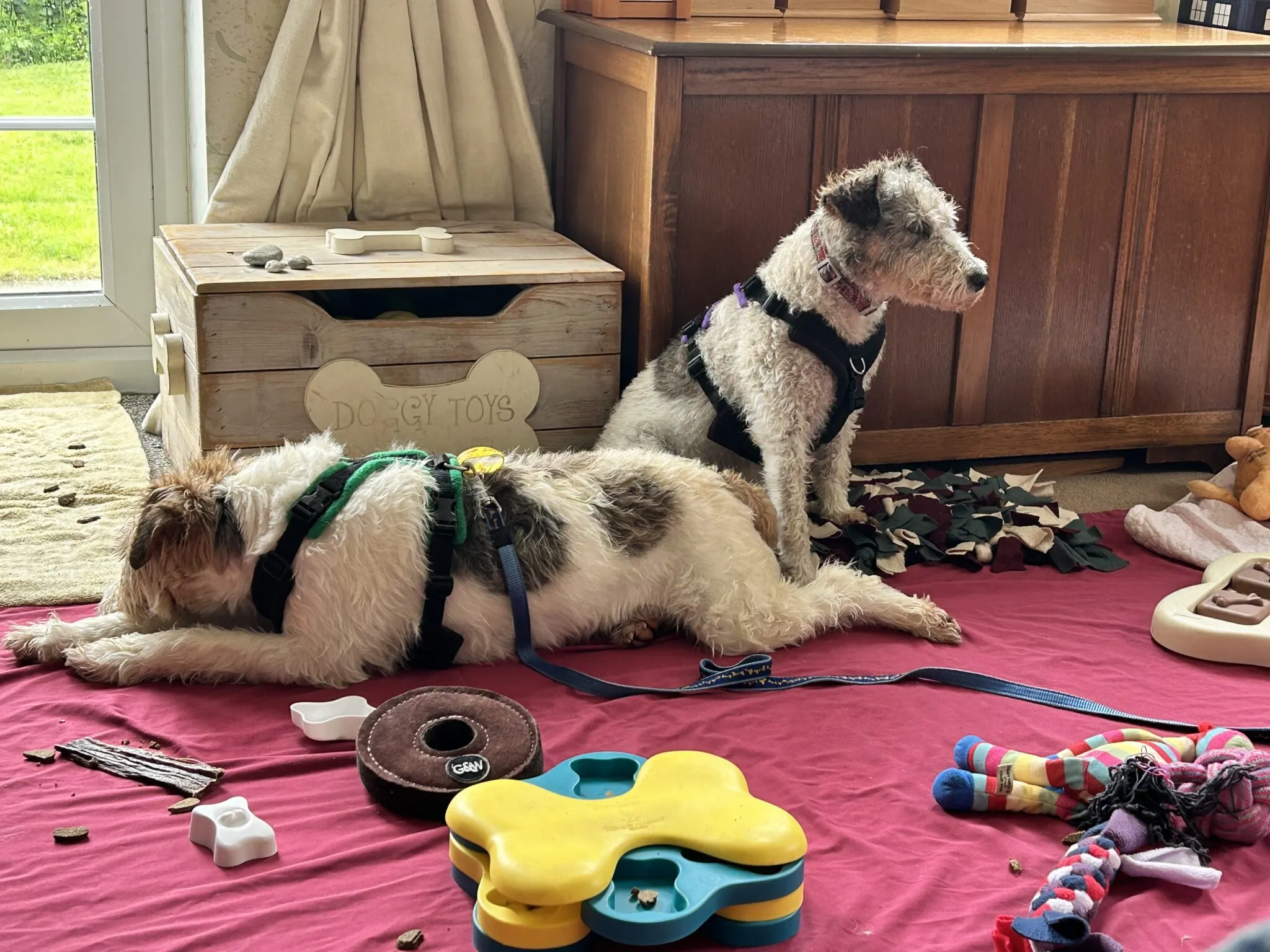 Molly, a Wire Haired Fox Terrier, sitting calmly on a soft blanket, looking relaxed.