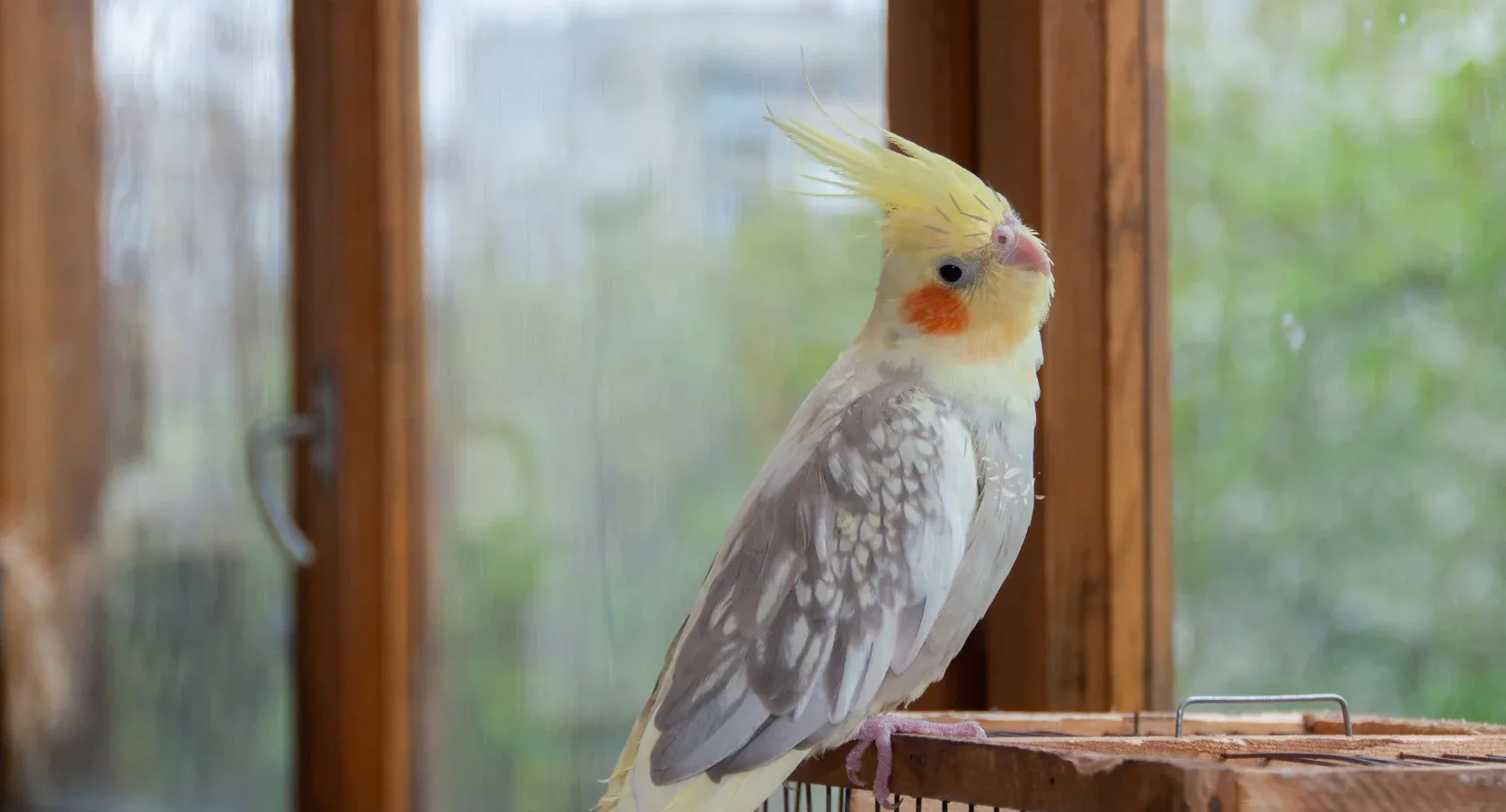 Molting cockatiel showing pin feathers emerging