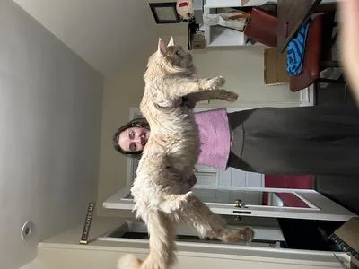 Monty the big red silver Maine Coon stretched out