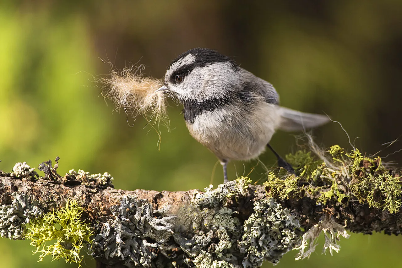 Mountain Chickadee gathering nesting material