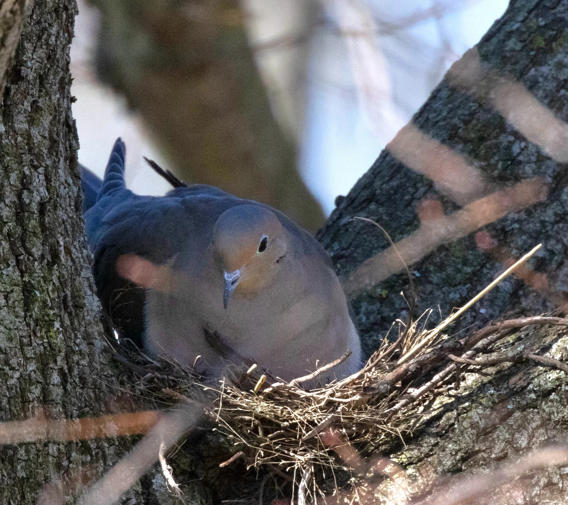 Mourning Dove feeding young